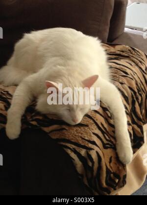 Chat Angora Turc blanc endormi sur le canapé arm Banque D'Images