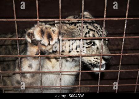 Snow Leopard en captivité Banque D'Images