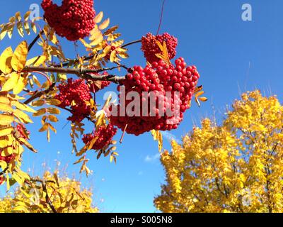 Automne Rowan Berries Banque D'Images