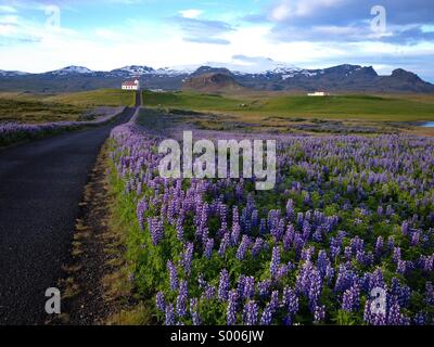 Domaines de lupin le long d'une petite route en Islande. Banque D'Images