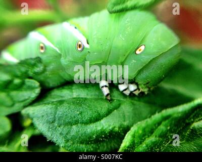 Gros plan du sphinx de la tomate Banque D'Images