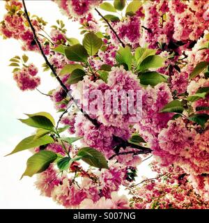 Arbre en fleurs Banque D'Images