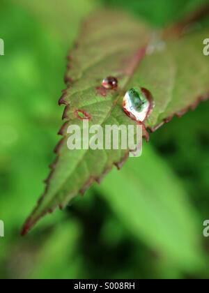 Goutte sur la feuille. Banque D'Images