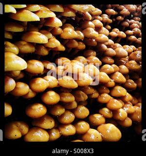 Les champignons ou les champignons. Banque D'Images