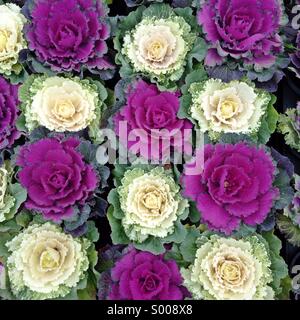 Close up of Chou ornemental/Floraison chou (Brassica oleracea). Ce fleurs peuvent être utiliser comme plante décorative, dans le jardin et aussi comestibles. Banque D'Images