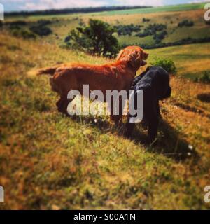 Wiltshire downs avec les chiens. Vues de Cranborne Chase. L'Angleterre. L'été 2013. Banque D'Images