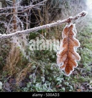 Frosty leaf accroché à un rameau Banque D'Images