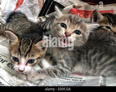 Trois chatons nouveau-né à l'appareil photo miaulement Banque D'Images