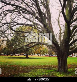 L'automne dans un parc Banque D'Images