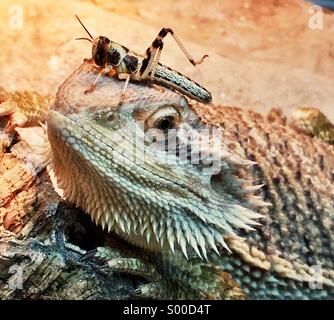 Dragon barbu et Locust Banque D'Images