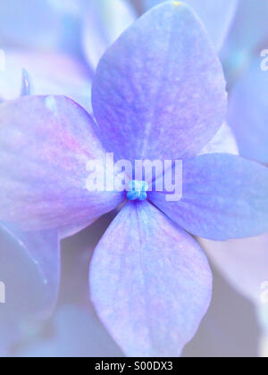 Macro d'une fleur d'hortensias. Banque D'Images