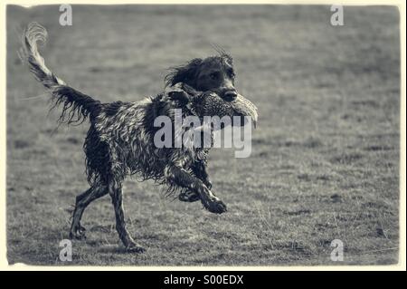 Chien avec sa bouche en faisan Banque D'Images