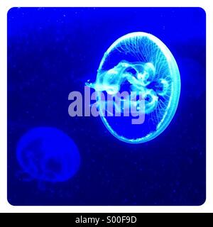 Méduse de lune (Aurelia aurita) Banque D'Images