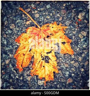 Automne feuilles tombées sur marbre Banque D'Images