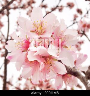 Journée de printemps en février. Tous les amandiers sont en fleurs. Banque D'Images