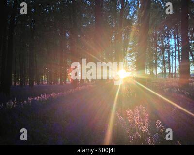 Grâce à l'évasement soleil forêt Dockey bluebell Woods dans l'Ashridge Estate, au Royaume-Uni. Banque D'Images