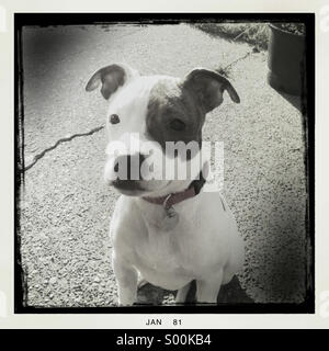 Photo en noir et blanc de Pit Bull Terrier puppy Banque D'Images