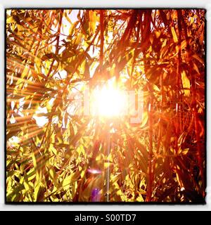 Soleil qui brille à travers un saule. Banque D'Images