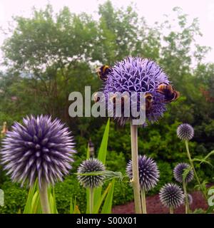 Les bourdons dans un chardon fleur dans un jardin anglais. Banque D'Images