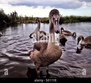 Petits cygnes Banque D'Images