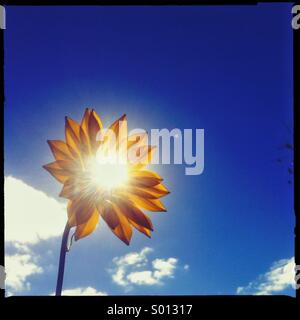 Soleil qui brille à travers une fleur Banque D'Images