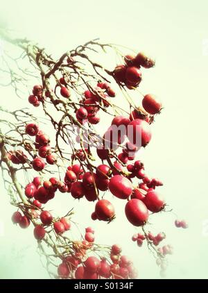 Wild Red Cherry Tree Banque D'Images