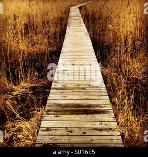 Une passerelle en bois à travers les champs de roseaux Banque D'Images