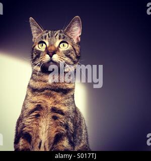 Les jeunes, les Tabby cat animal assis à côté de mur blanc, avec ombre et lumière. Banque D'Images