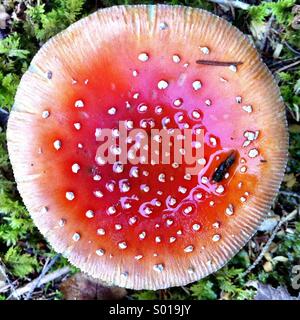 Rouge géant dans la forêt suisse toadstool Banque D'Images