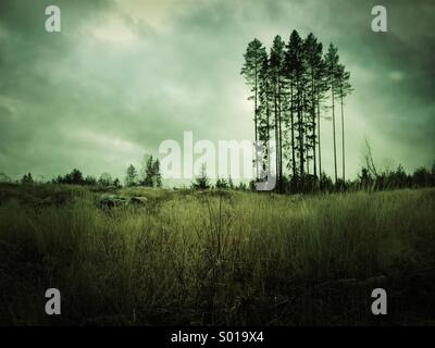 Groupe d'arbres isolés au milieu de la déforestation permanente en Suède. Banque D'Images