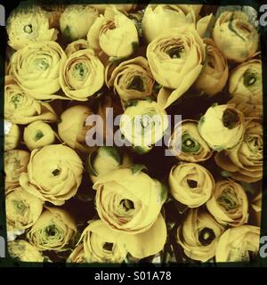 Bouquet de roses jaunes Banque D'Images