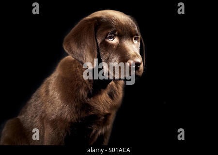 Chiot Labrador brun Banque D'Images