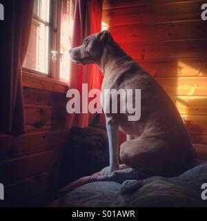 Big brown dog looking through window en chalets bois Banque D'Images