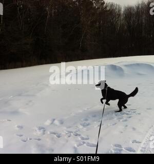 Chien aime la neige Banque D'Images