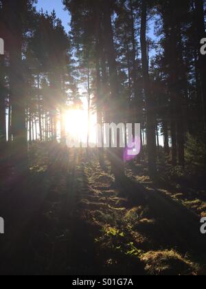 La lumière du soleil qui brillait à travers les arbres dans une forêt de pins dans le Northumberland, en Angleterre. Banque D'Images