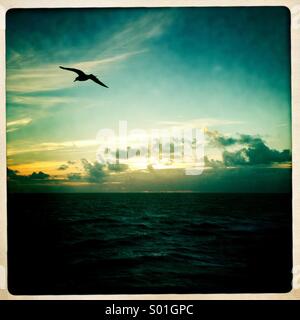 Une mouette vole au-dessus de l'océan. Brighton, Angleterre, Royaume-Uni. Banque D'Images