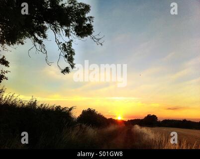 Coucher de soleil sur champ de blé Banque D'Images