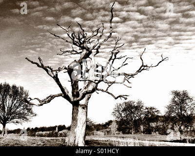 Un arbre mort sur Hampstead Heath Banque D'Images