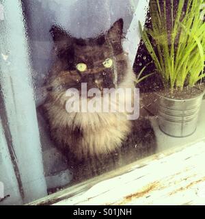 Chat à la fenêtre humide Banque D'Images