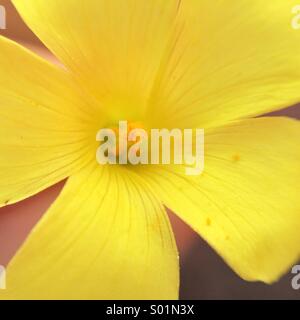 Photo macro d'une fleur sauvage jaune Banque D'Images