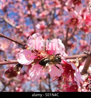 Gros plan d'une abeille sur une fleur d'amande rose dans un jour clair. Banque D'Images