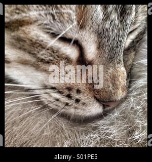 Portrait de chaton Banque D'Images