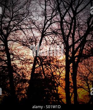 Coucher du soleil derrière les arbres Banque D'Images