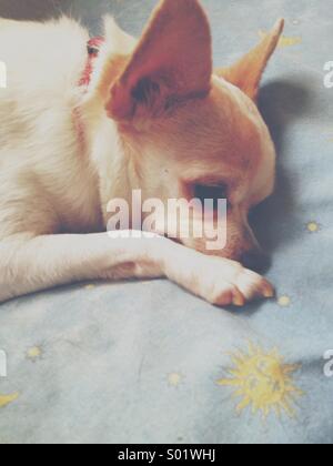 Petit mignon chihuahua blanc reposant sur un coussin bleu Banque D'Images