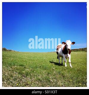 La vache au champ Banque D'Images