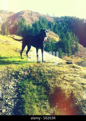 Chien Noir sur la colline verte Banque D'Images