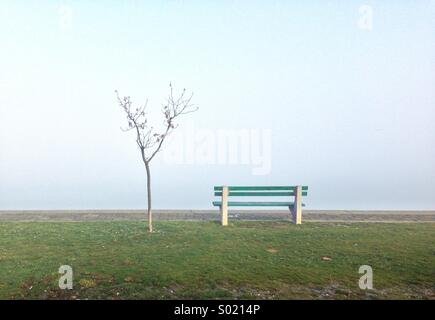 Banc solitaire et jeune arbre dans le brouillard Banque D'Images