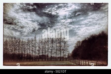 Arbres au bord de l'horizon Banque D'Images