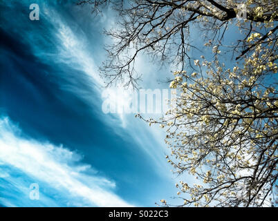 Un ciel nuageux bleu et un arbre en fleurs Banque D'Images