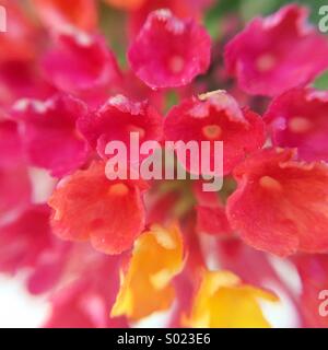 Close up d'une fleur composée de différentes fleurs Banque D'Images